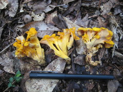 Craterellus odoratus