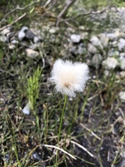 Eriophorum scheuchzeri