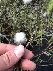 Eriophorum scheuchzeri