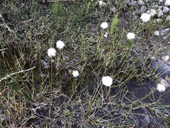Eriophorum scheuchzeri