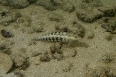 Parapercis australis