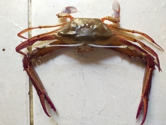 Podophthalmus