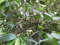 Lacistema aggregatum