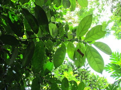 Lacistema aggregatum