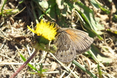 Cosmosatyrus leptoneuroides