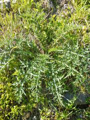 Echinops spinosissimus