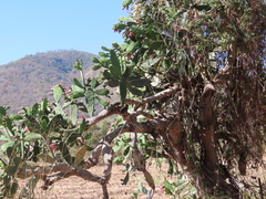 Opuntia karwinskiana