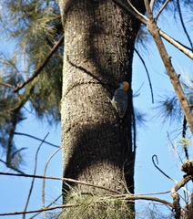 Melanerpes aurifrons