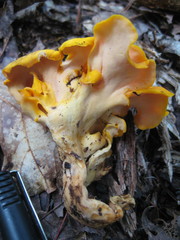 Craterellus odoratus