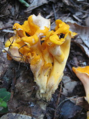 Craterellus odoratus