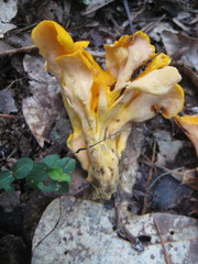 Craterellus odoratus