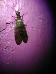 Corydalus bidenticulatus