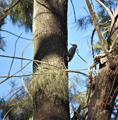 Melanerpes aurifrons