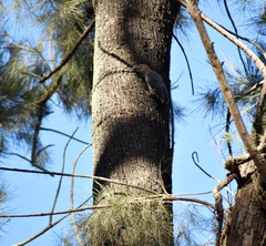 Melanerpes aurifrons