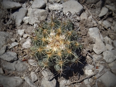 Coryphantha vaupeliana