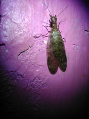 Corydalus bidenticulatus