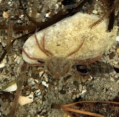 Halicarcinus