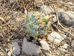 Coryphantha vaupeliana