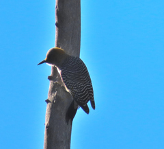 Melanerpes aurifrons