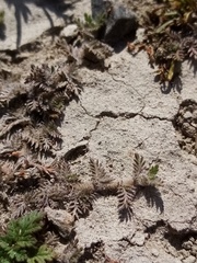 Leptinella maniototo