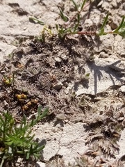 Leptinella maniototo