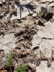 Leptinella maniototo