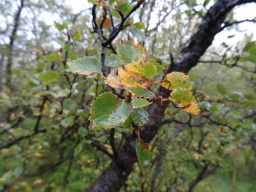 breza plstnatá (Betula pubescens)