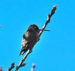 Trochilidae