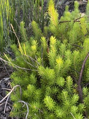 Persoonia chamaepitys