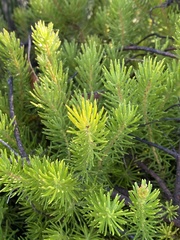 Persoonia chamaepitys