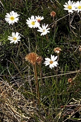 Celmisia pugioniformis