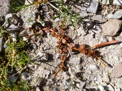 Epilobium komarovianum