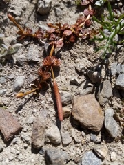 Epilobium komarovianum