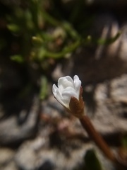 Epilobium komarovianum