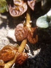 Epilobium komarovianum
