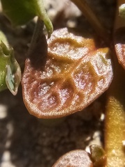 Epilobium komarovianum