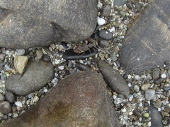 Neocicindela garnerae