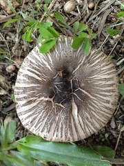 Agaricus rotalis