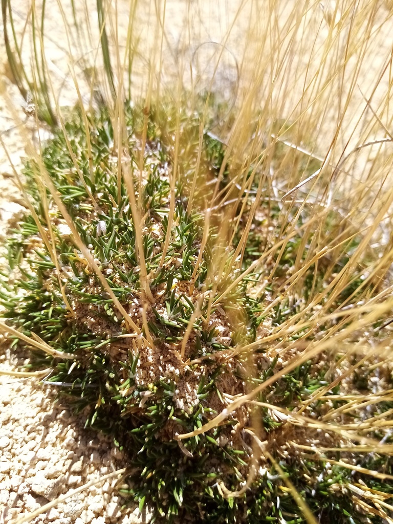 Poa acicularifolia