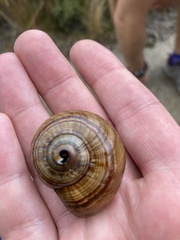 Powelliphanta