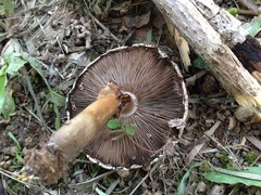 Agaricus rotalis