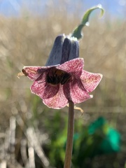 Fritillaria striata