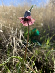 Fritillaria striata