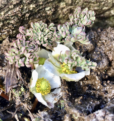 Ranunculus andersonii
