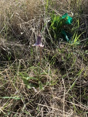 Fritillaria striata