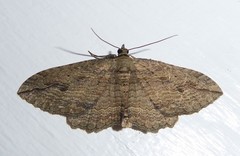 Austrocidaria anguligera