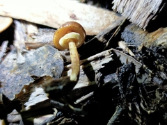 Pholiotina gracilenta