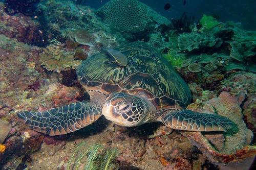 Green turtle