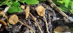 Pholiotina gracilenta