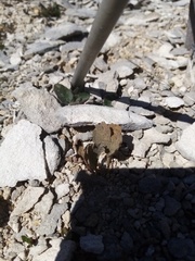 Ranunculus paucifolius